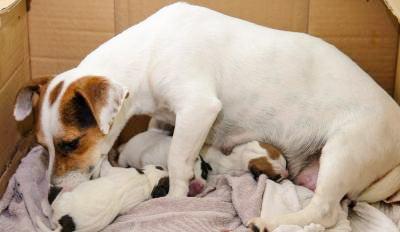 Pet Parenting 101: Stage-Wise Guide to Taking Care Of the Pet Mom-To-Be - Cadotails