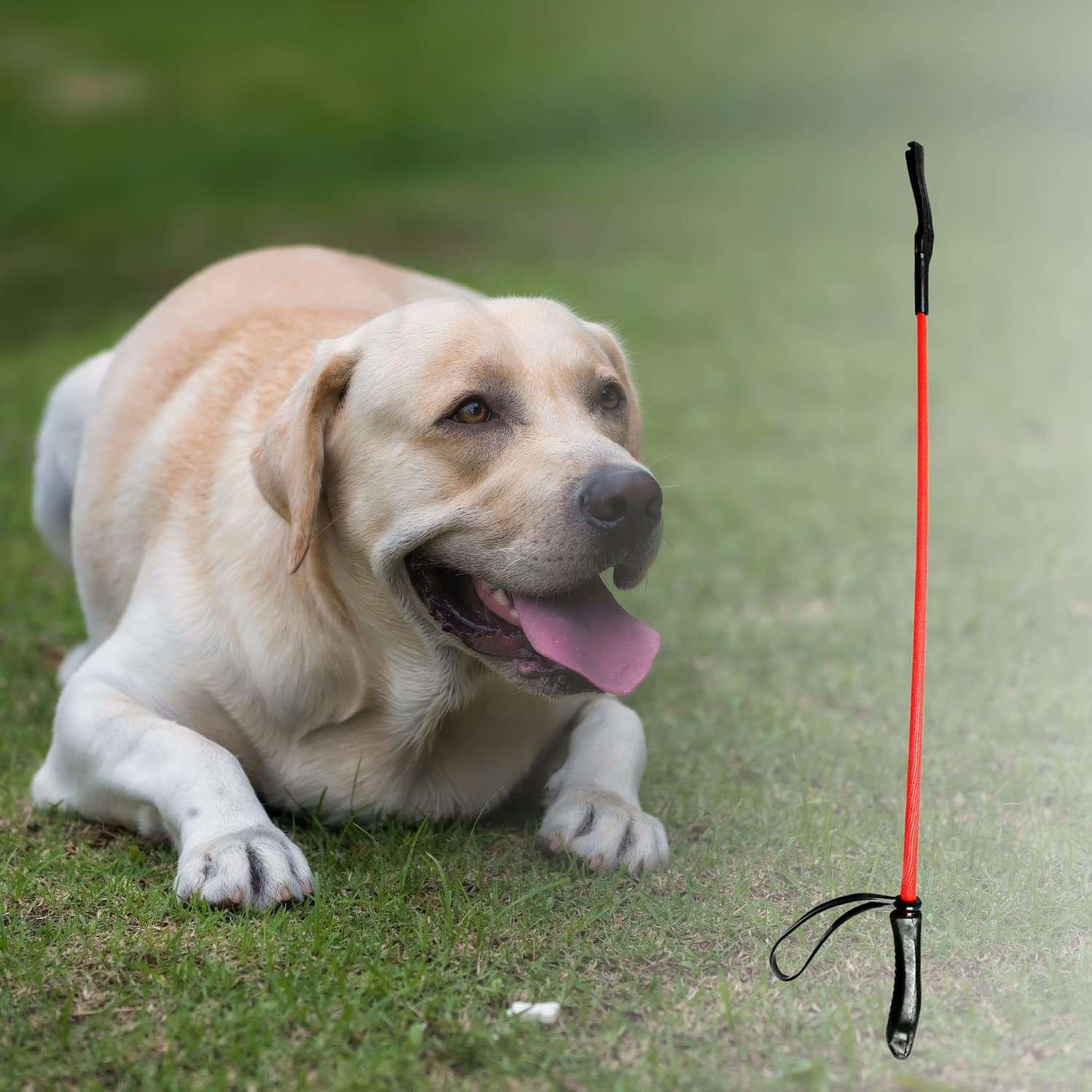 Companion Needs Training Hunter Stick For Dogs - Cadotails